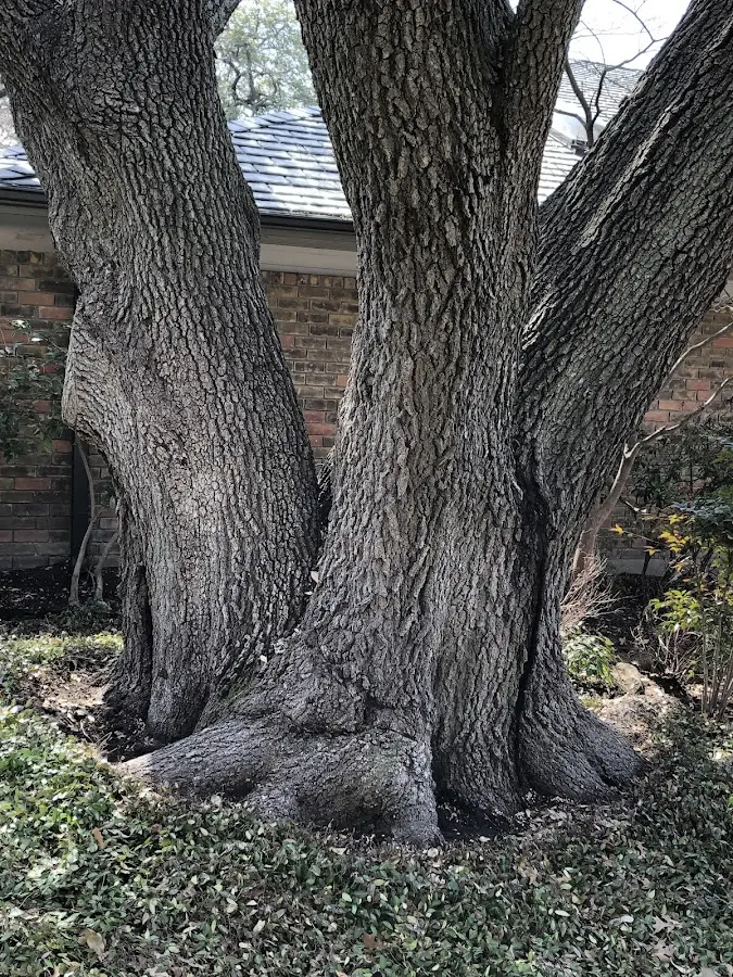 Mature heritage tree close to a Vernon property cared for by certified arborists